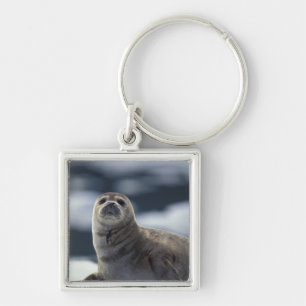 Alaska, southeast region Harbor seal on ice Keychain