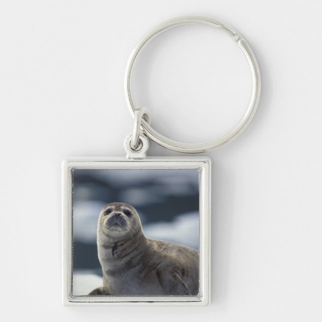 Alaska, southeast region Harbor seal on ice Keychain (Front)