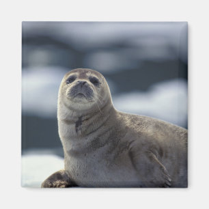Alaska, southeast region Harbor seal on ice Magnet