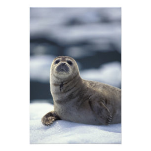 Alaska, southeast region Harbor seal on ice Photo Print