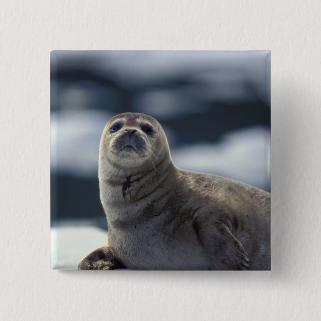 Alaska, southeast region Harbor seal on ice Pinback Button (Front)