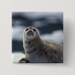 Alaska, southeast region Harbor seal on ice Pinback Button