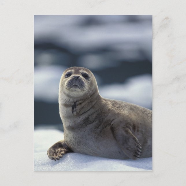 Alaska, southeast region Harbor seal on ice Postcard (Front)