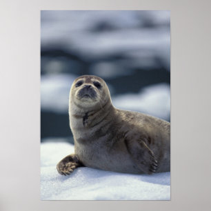 Alaska, southeast region Harbor seal on ice Poster