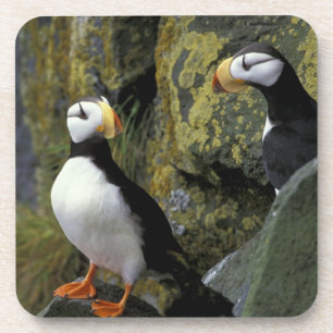 Alaska, St. Paul Island, the Pribilofs, horned Beverage Coaster