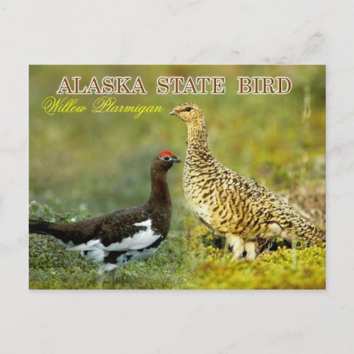 Alaska State Bird _ Willow Ptarmigan Postcard
