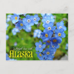 Alaska State Flower: Forget-me-not Postcard at Zazzle