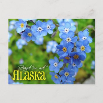 Alaska State Flower: Forget-me-not Postcard by HTMimages at Zazzle