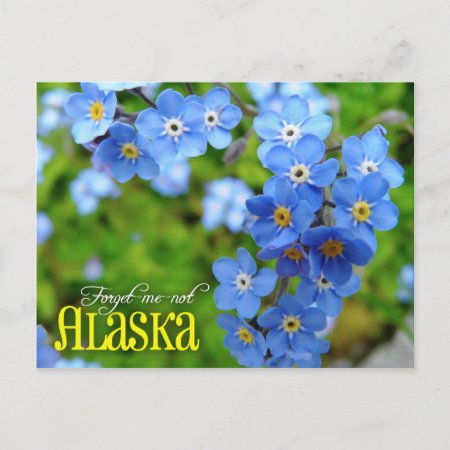Alaska State Flower: Forget-me-not Postcard