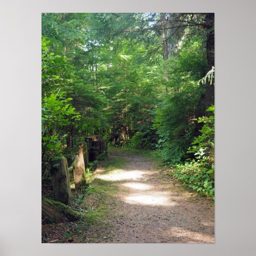 Alaska Tongass Forest Path Photo Poster