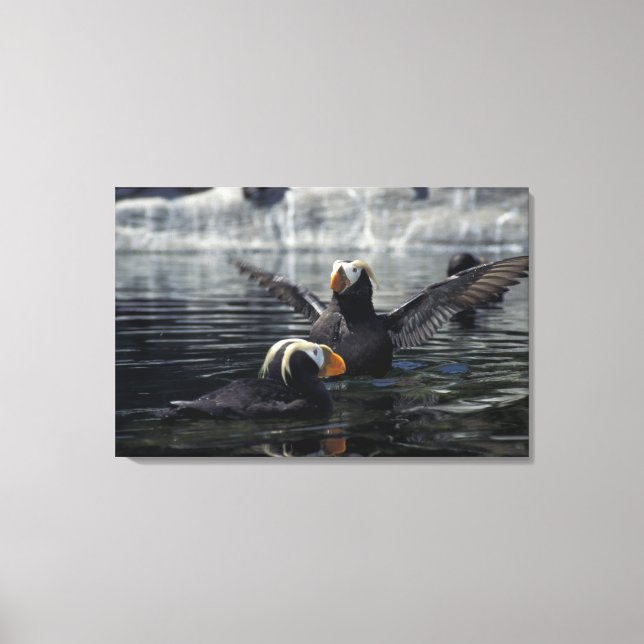 Alaska Tufted puffins Canvas Print (Front)