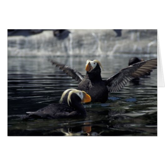 Alaska Tufted puffins Cards (Front Horizontal)