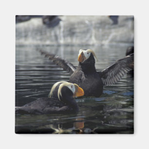 Alaska Tufted puffins Magnet