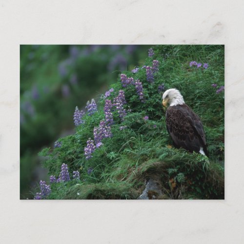 Alaska Unalaska Island Bald Eagle among Nootka Postcard