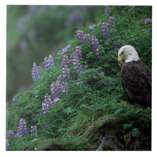 Alaska Unalaska Island Bald Eagle among Nootka Tile