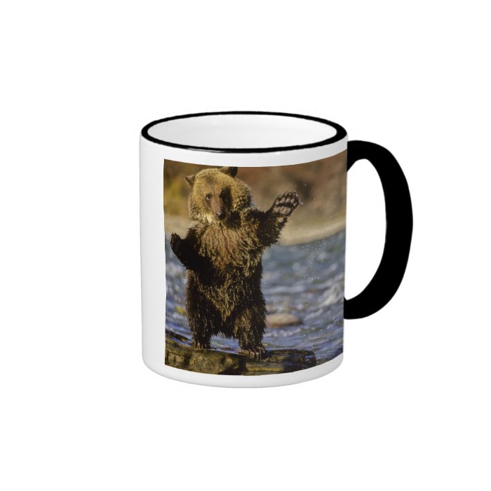 Alaska, USA, Grizzly Bear, Ursus arctos, cub Coffee Mugs