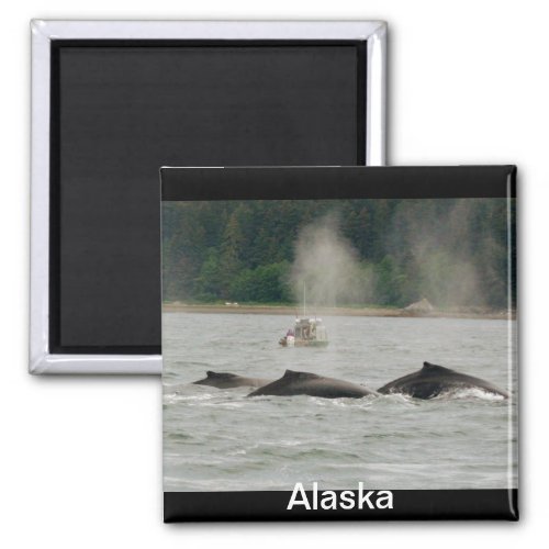 Alaska Whales Magnet