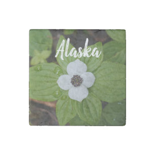 Alaska White Dogwood Flower Stone Magnet