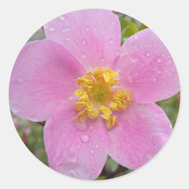 Alaska Wild Rose Classic Round Sticker (Front)