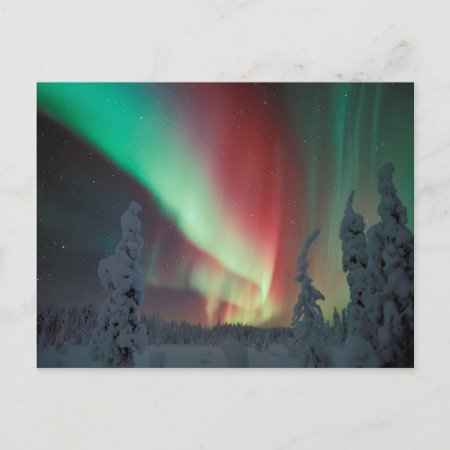 Alaskan Aurora Borealis Postcard