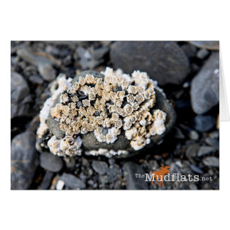 Alaskan Barnacle Cards