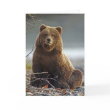 Alaskan Brown Bear at Kenai NWR, Alaska