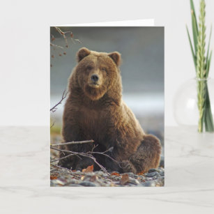 Alaskan Brown Bear at Kenai NWR, Alaska Card
