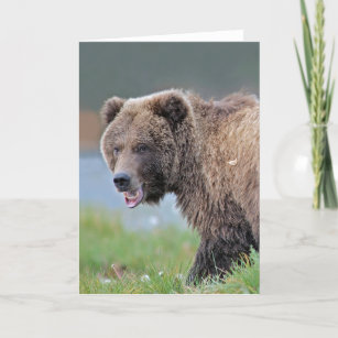 Alaskan Brown Bear at Kenai NWR. Card