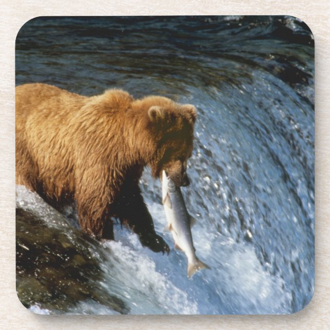 Alaskan Brown Bear Catching Salmon at Brooks Drink Coaster (Front)