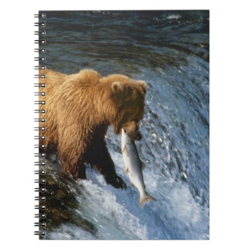 Alaskan Brown Bear Catching Salmon at Brooks Notebook