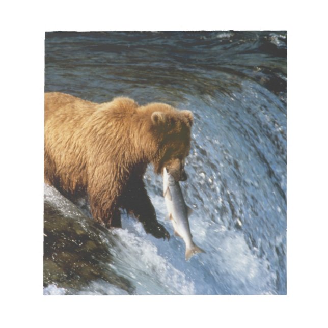 Alaskan Brown Bear Catching Salmon at Brooks Notepad (Front)