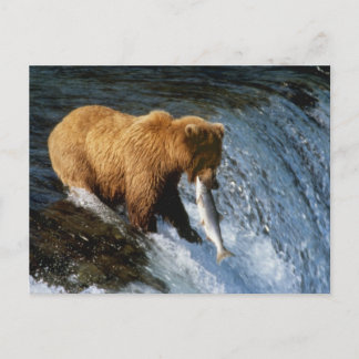 Alaskan Brown Bear Catching Salmon at Brooks Postcard