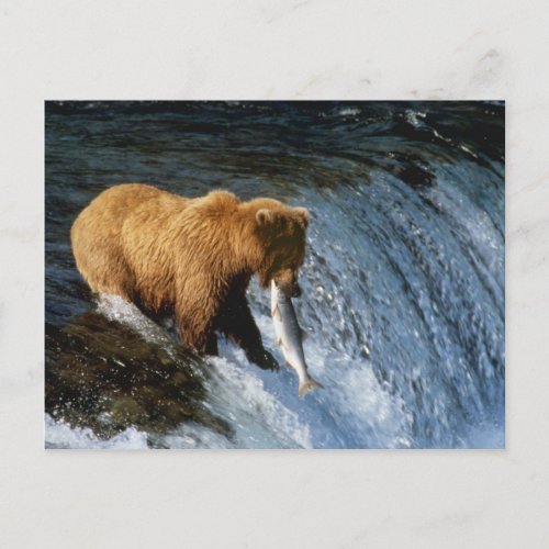 Alaskan Brown Bear Catching Salmon at Brooks Postcard