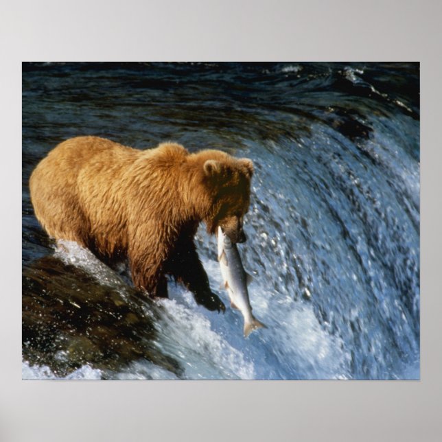Alaskan Brown Bear Catching Salmon at Brooks Poster (Front)