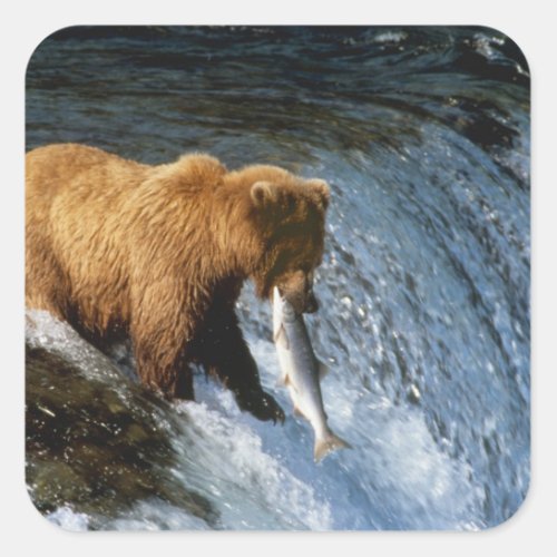 Alaskan Brown Bear Catching Salmon at Brooks Square Sticker