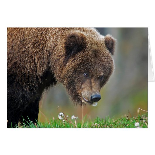 Alaskan Brown Bear Eating Dandelion Cards (Front Horizontal)