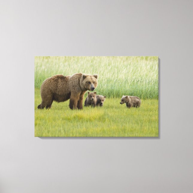 Alaskan Brown Bear Sow and three Cubs, Ursus Canvas Print (Front)