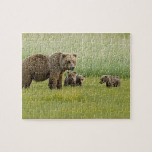 Alaskan Brown Bear Sow and three Cubs, Ursus Jigsaw Puzzle