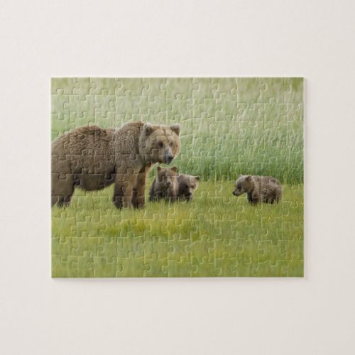 Alaskan Brown Bear Sow and three Cubs Ursus Jigsaw Puzzle