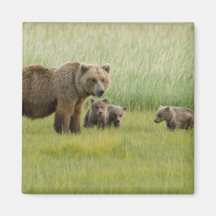 Alaskan Brown Bear Sow and three Cubs, Ursus Magnet
