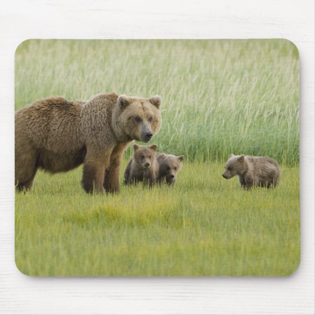 Alaskan Brown Bear Sow and three Cubs, Ursus Mouse Pad (Front)