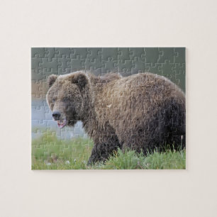 Alaskan Brown Bear (Ursus arctos) Wildlife Photo Jigsaw Puzzle
