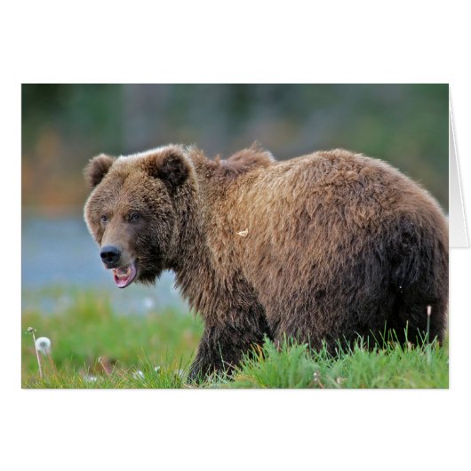 Alaskan Brown Bear with mouth open Cards (Front Horizontal)