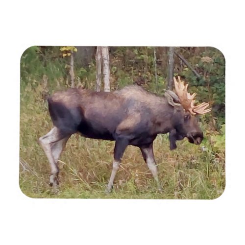 Alaskan Bull Moose 3 x 4 Flexible Photo Magnet
