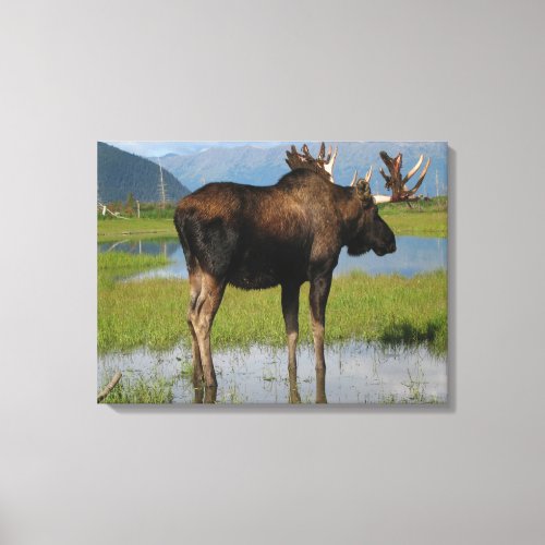 Alaskan Bull Moose in Scenic Marsh Photo Design Canvas Print