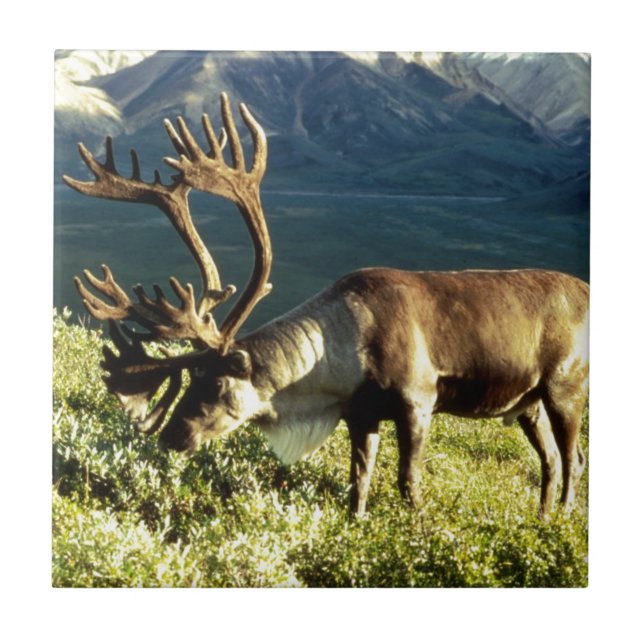 Alaskan Caribou Ceramic Tile (Front)