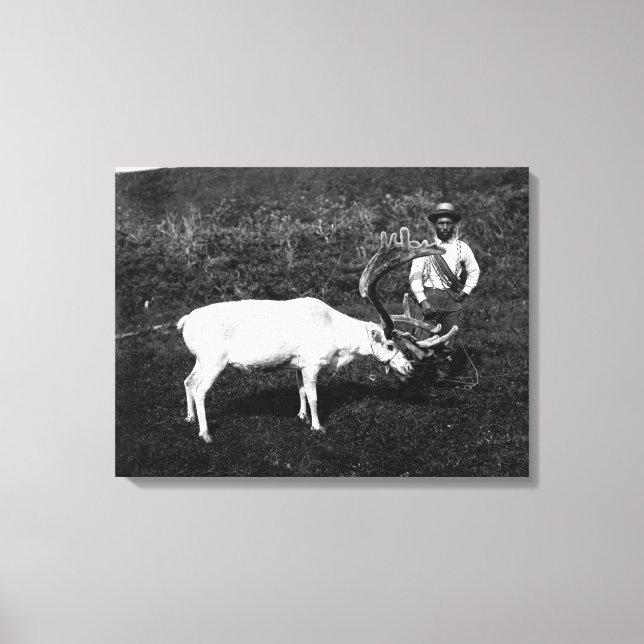 Alaskan Eskimo and Captured Reindeer Canvas Print (Front)