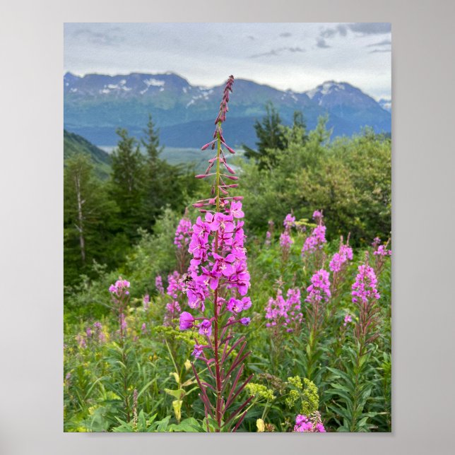 Alaskan Fireweed Poster (Front)