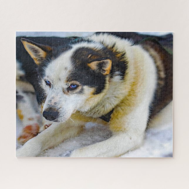 Alaskan Huskey Dog. Jigsaw Puzzle (Horizontal)