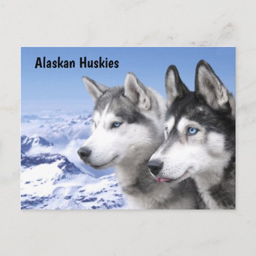 Alaskan Huskies Postcard